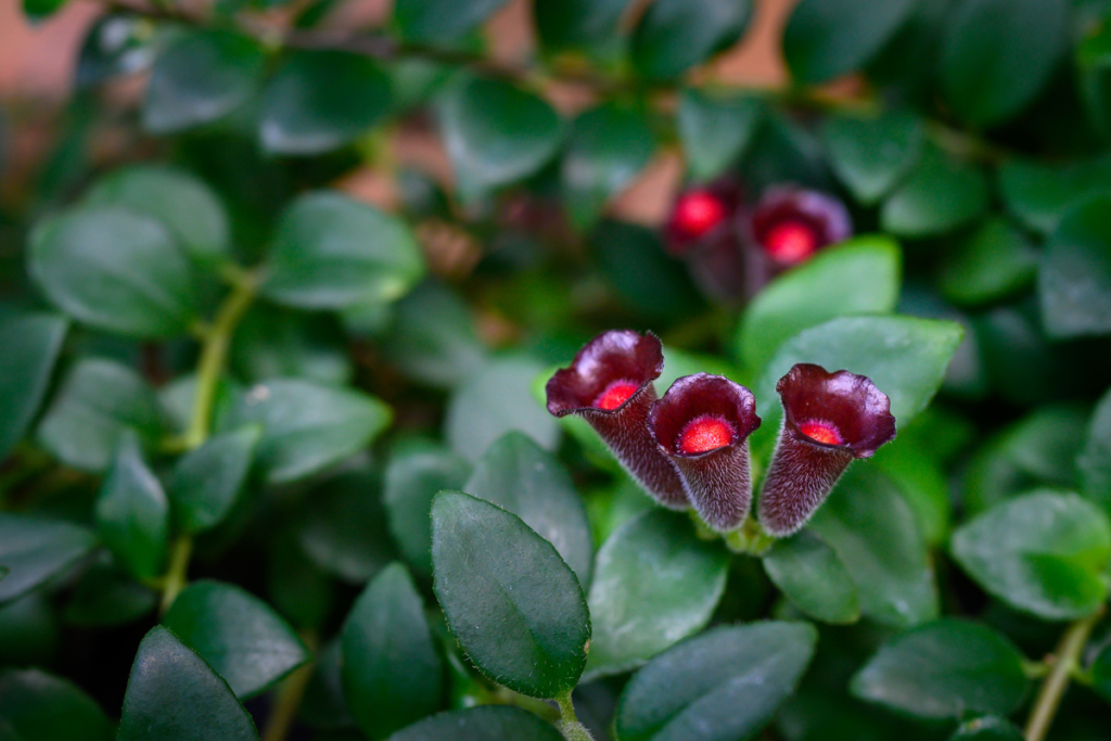 Lipstick plant with striking red blooms and glossy green leaves, displayed indoors in a naturalistic setting, emphasizing its decorative charm.
