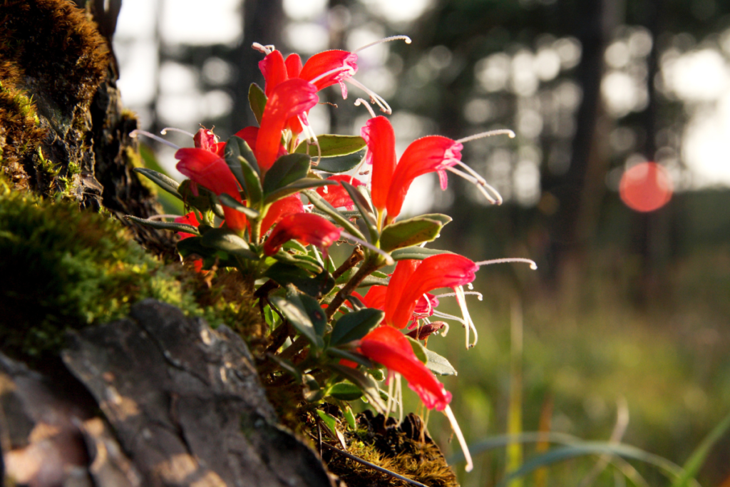Wild lipstick plant growing on mossy bark in a serene forest setting, bathed in warm sunlight, highlighting its natural habitat and elegance.