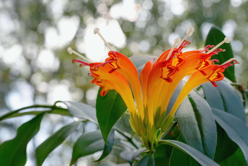 Stunning orange and red tubular flowers of the lipstick plant in full bloom, surrounded by glossy green leaves, with soft bokeh lighting in the background.