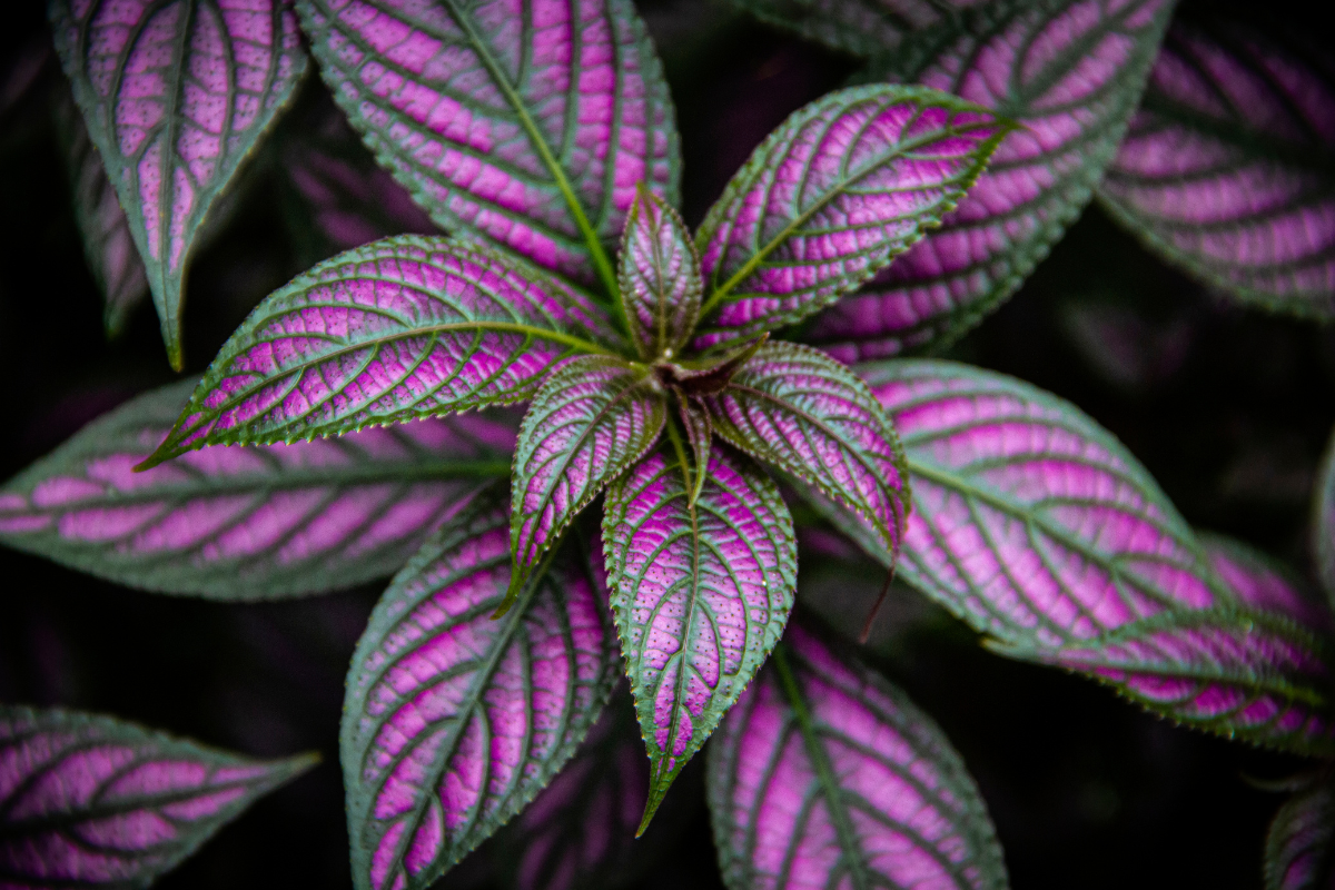 Persian shield plant with striking purple foliage, highlighting its unique texture and deep hues, perfect for adding a tropical touch to gardens.