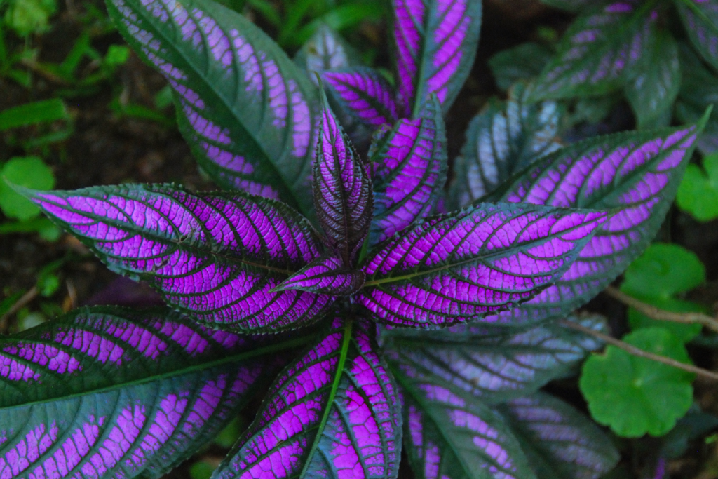 Top view of a Persian shield plant with bold purple leaves and green veins, thriving outdoors in partial shade.