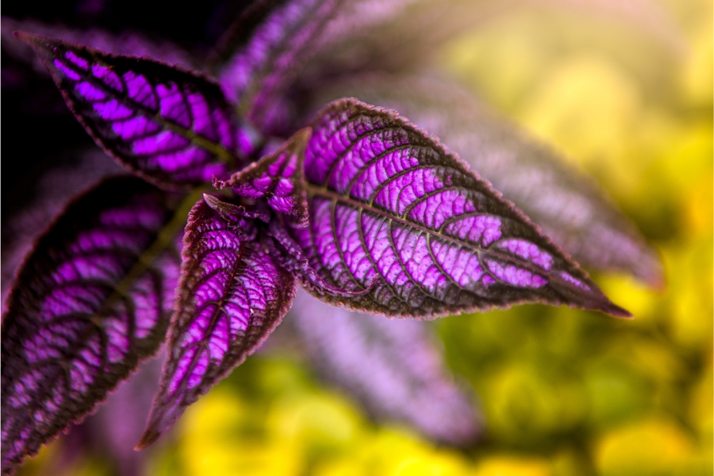 Persian shield plant leaves glowing with iridescent purple tones, set against a blurred yellow and green background.