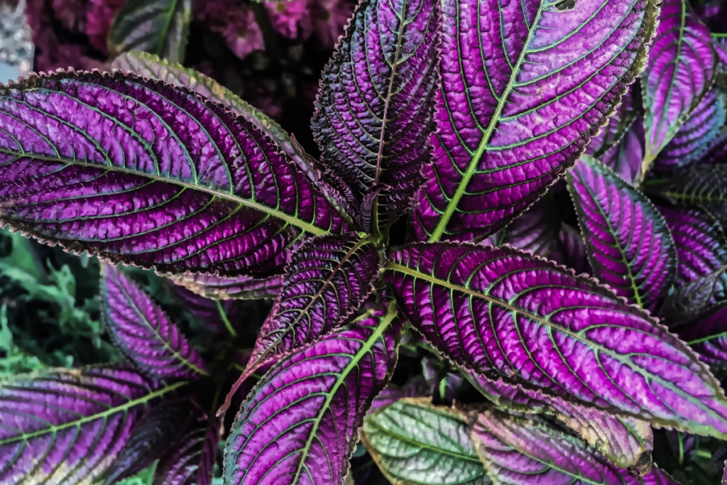 Close-up of vibrant iridescent purple leaves of the Persian shield plant, showcasing the intricate veins and metallic sheen.