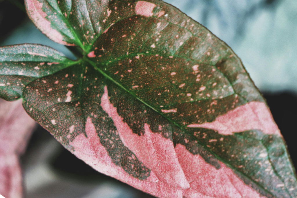 Variegated arrowhead plant leaf in shades of pink and green, emphasizing its unique patterns and suitability for a decorative indoor setting.