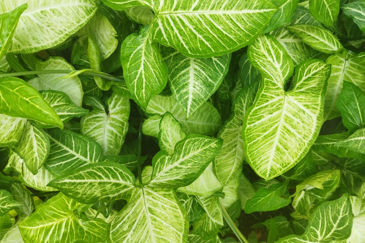 Lush arrowhead plant with vibrant green leaves showcasing its arrow-shaped foliage, ideal for indoor spaces requiring an elegant touch.