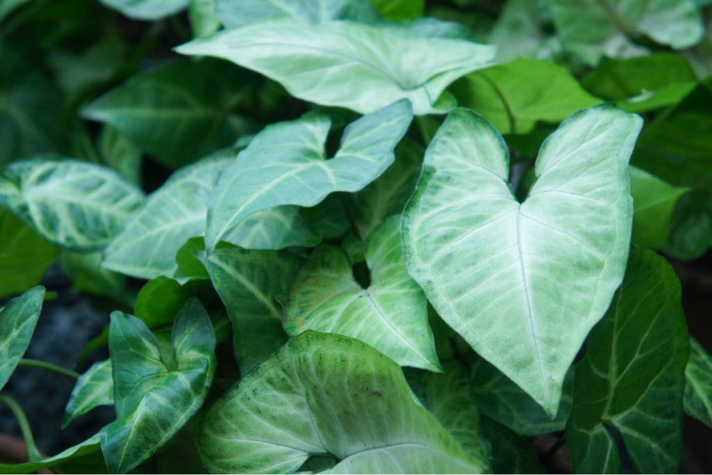 Close-up of an arrowhead plant's arrow-shaped leaves, capturing its light green and dark green hues, perfect for bright indirect light conditions.