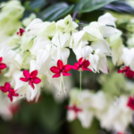 The striking red and white flowers of the bleeding heart vine elegantly cascading in a lush garden setting.