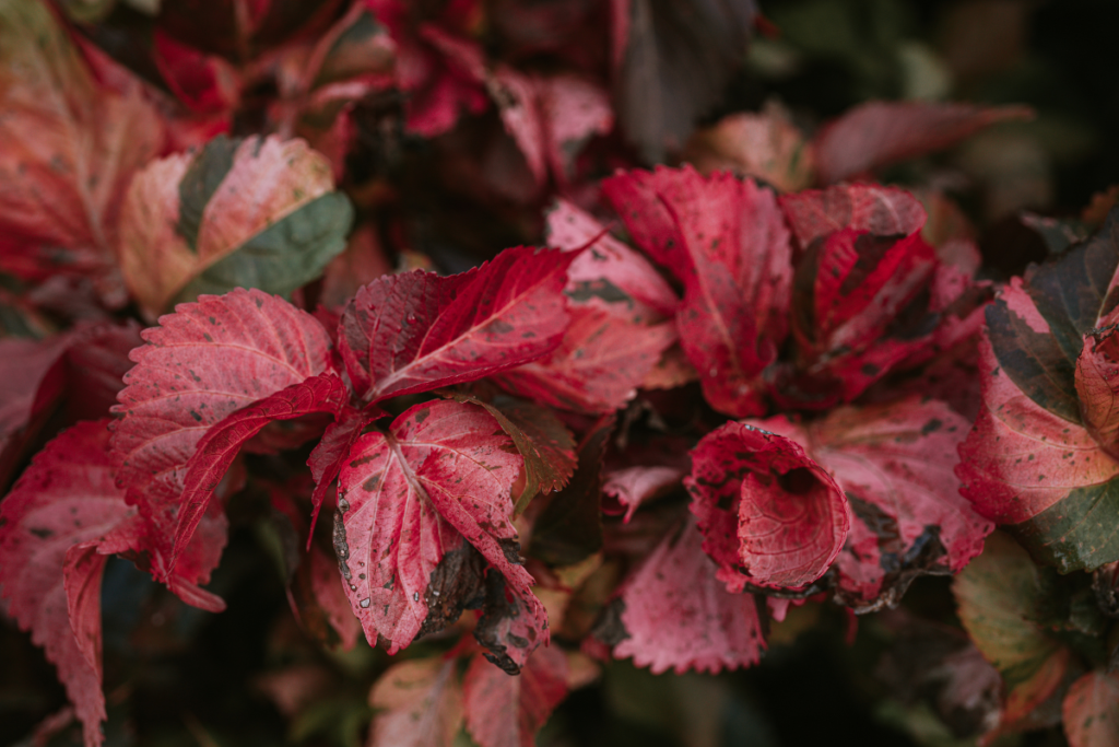 Deep red copper plant leaves, glistening with dew in natural light.