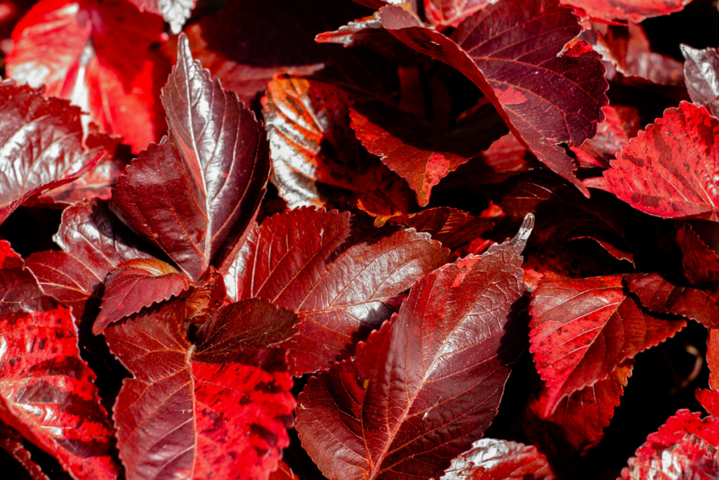 A close-up of glossy copper plant leaves with striking burgundy hues.