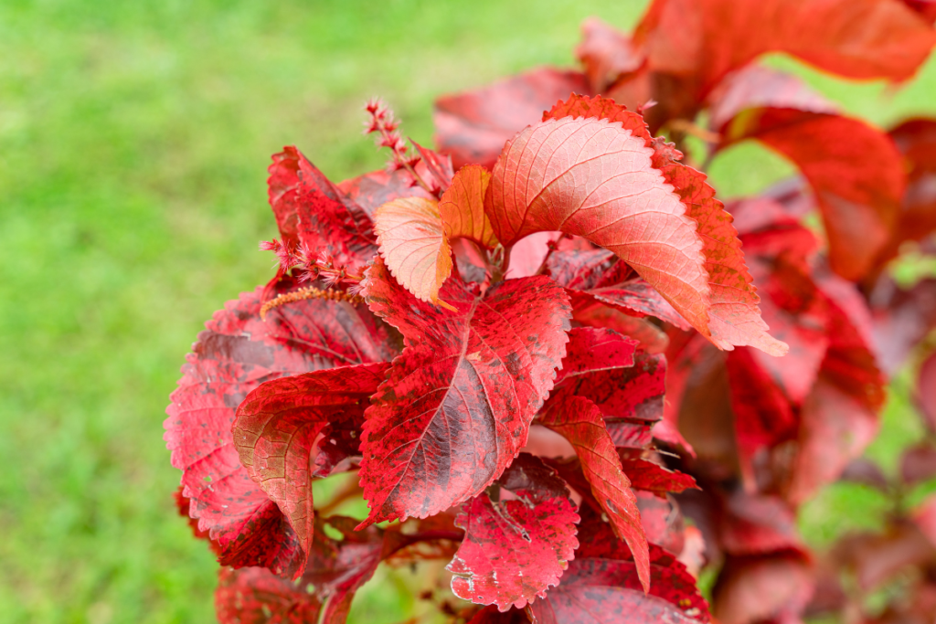 Close-up of vibrant red foliage of a copper plant in a garden.