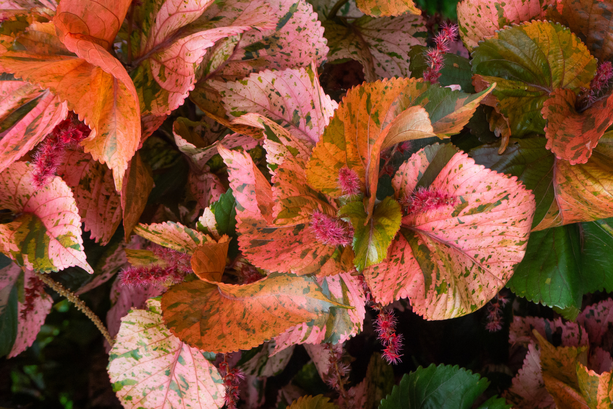 Copper plant with pink and orange-hued leaves, creating a colorful display