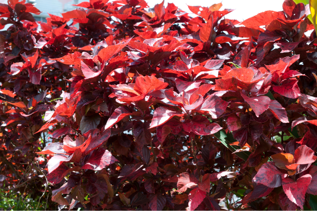 Lush hedge of copper plants showcasing rich red tones under full sun.