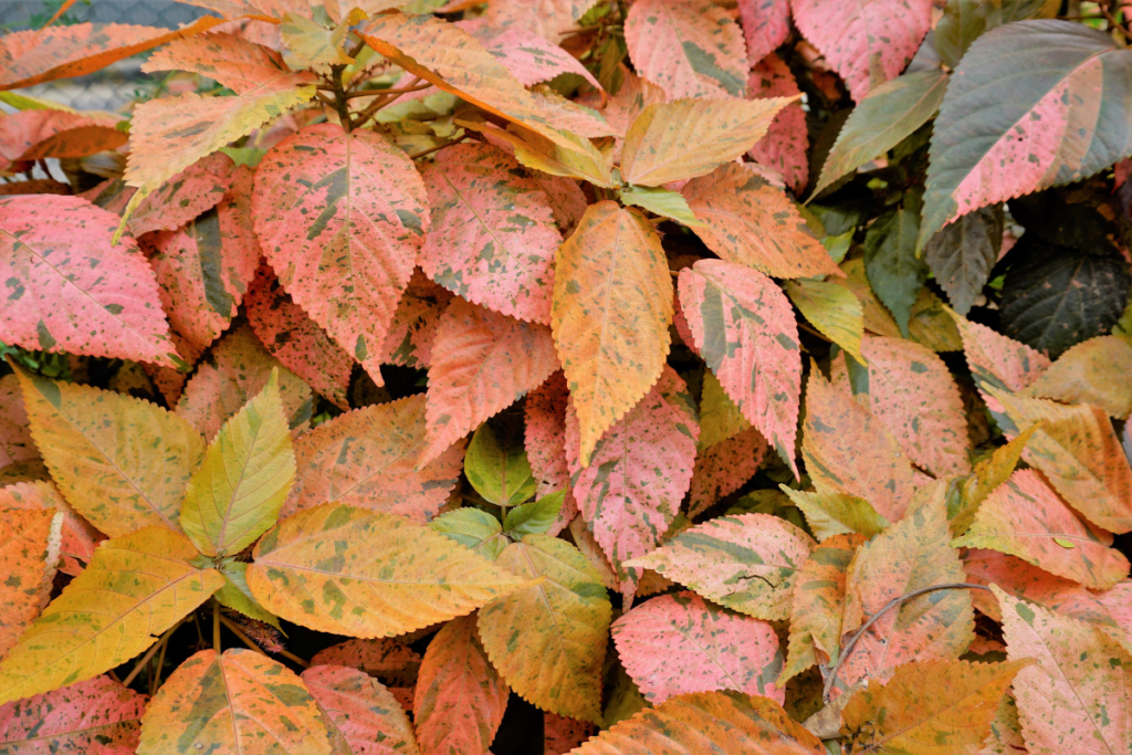 Variegated leaves of copper plants in shades of pink, orange, and green.