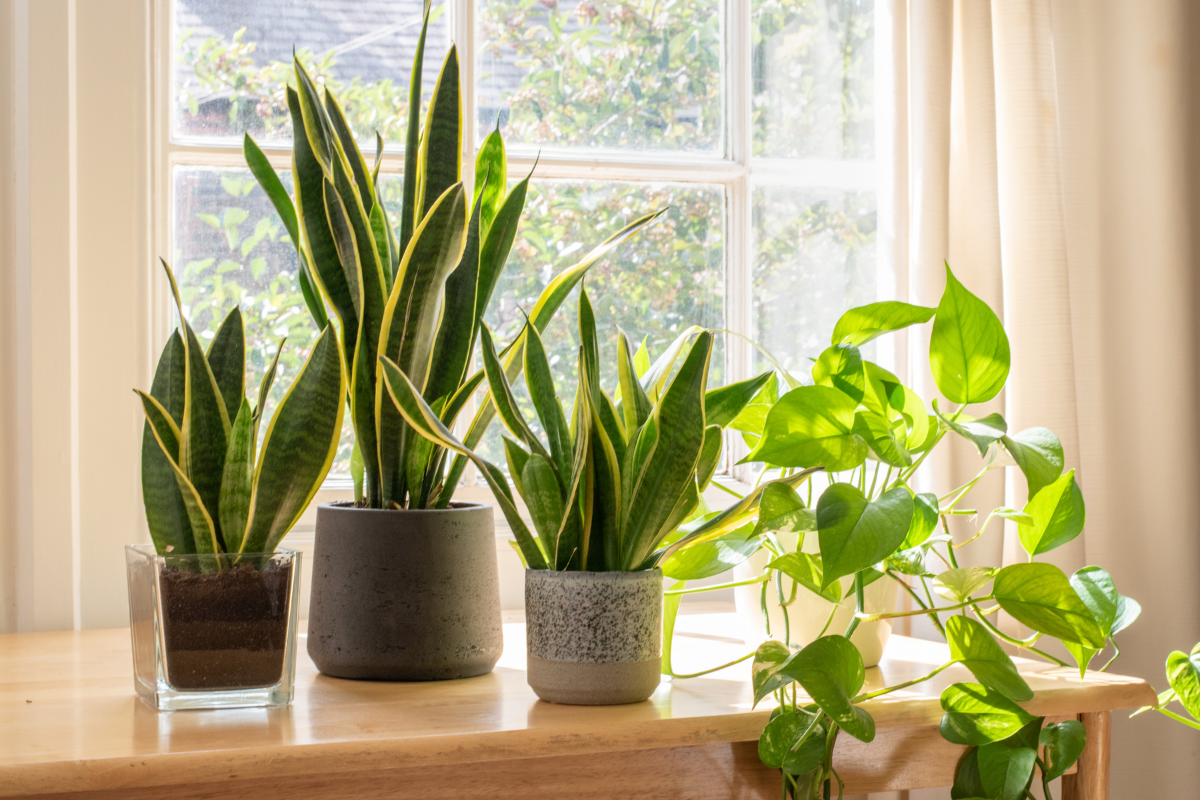 Three pots of snake plant and one of pothos on a office table in front of a window