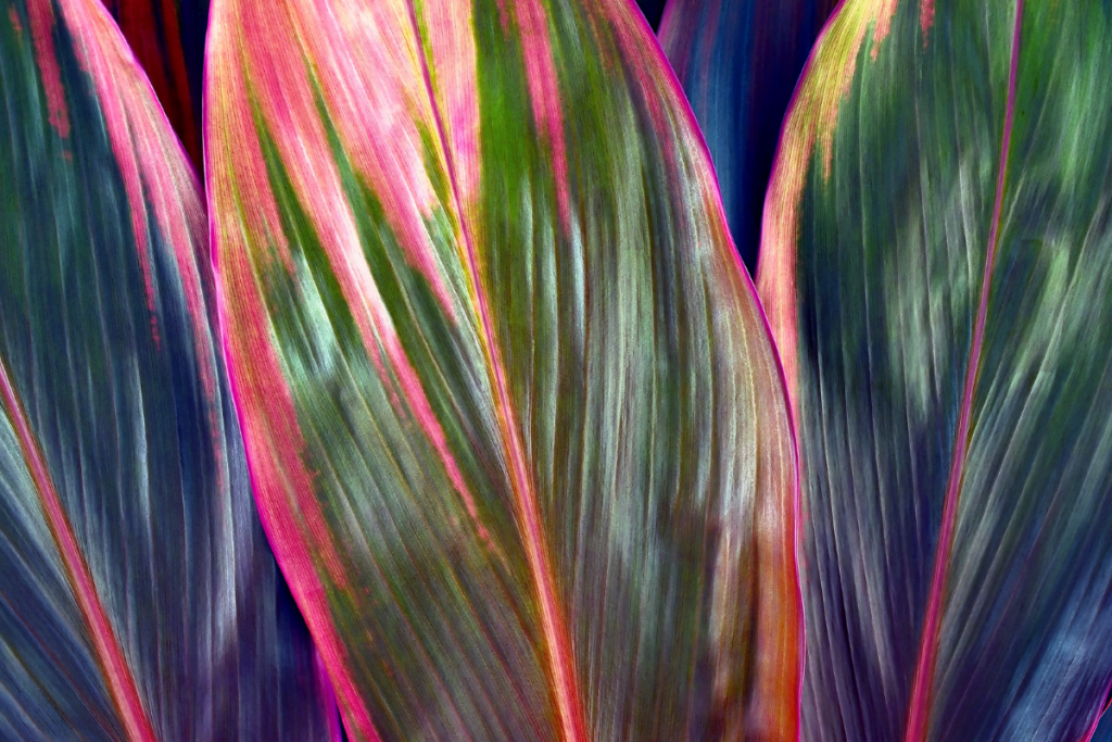 Striking close-up of Hawaiian Ti Plant leaves with pink, red, and green variegation under soft lighting.