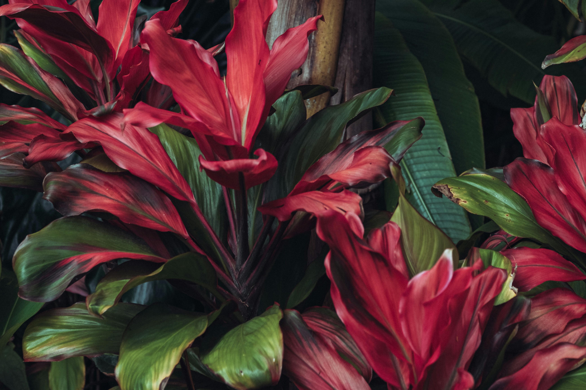 Dense cluster of Hawaiian Ti Plant leaves in deep red and green hues, creating a dramatic tropical look.