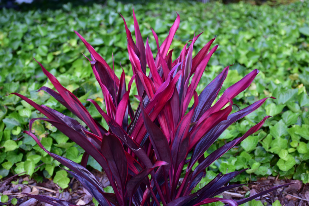 Hawaiian Ti Plant with rich purple and red leaves, standing out against a background of green ground cover.