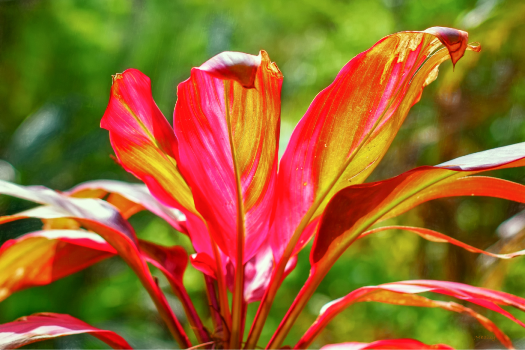 Close-up of vibrant red and green Hawaiian Ti Plant leaves, highlighting their tropical beauty.