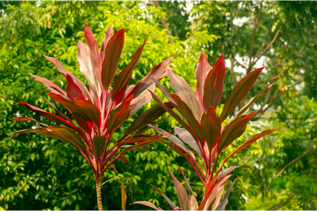 Two Hawaiian Ti Plants with bold red foliage growing outdoors, surrounded by lush greenery.