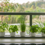 Herbs that grow in shade displayed on a windowsill, including parsley, chives allium schoenoprasum, and mint mentha in white pots.