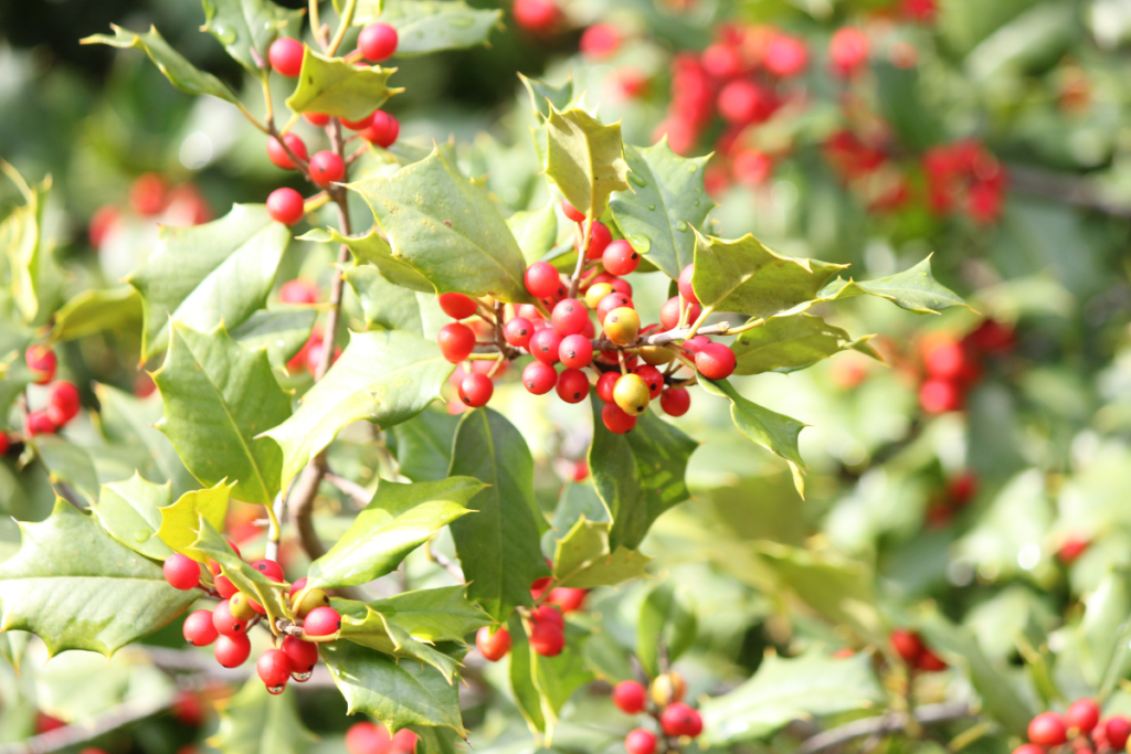 American Holly, a type of Holly Plants