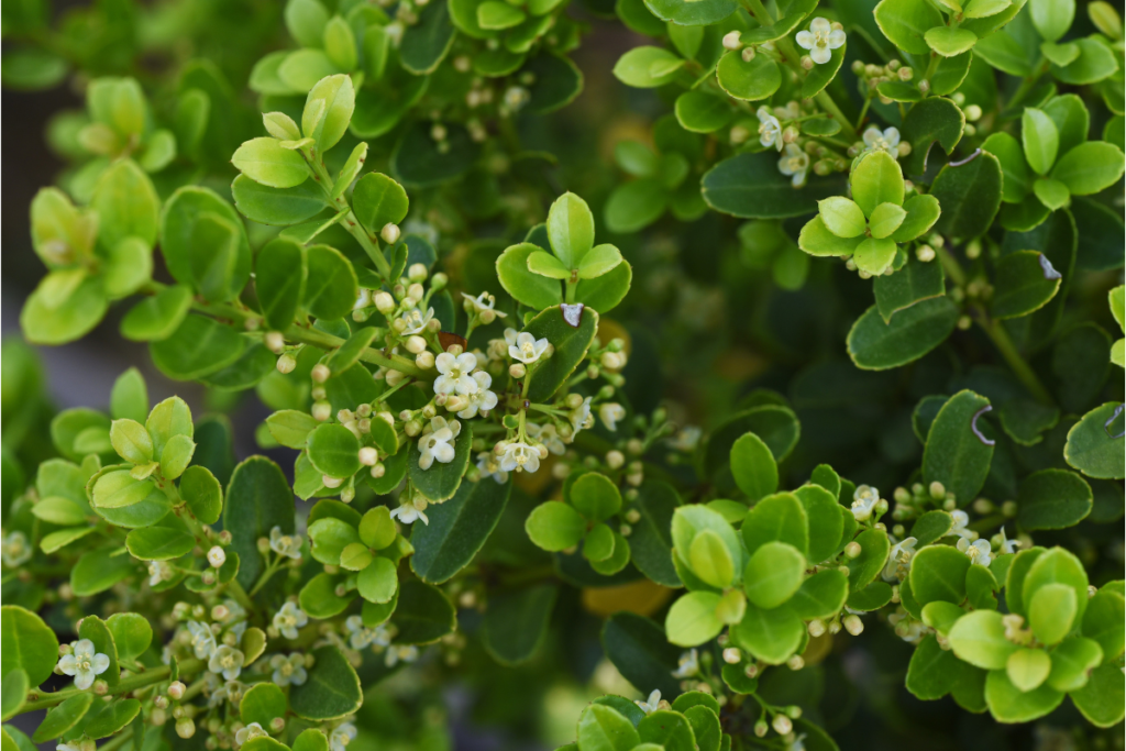 Japanese Holly, a type of Holly Plants
