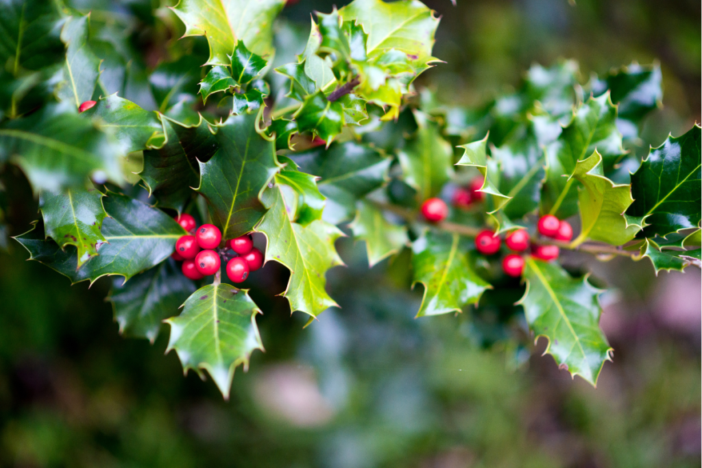English holly, a type of Holly Plants