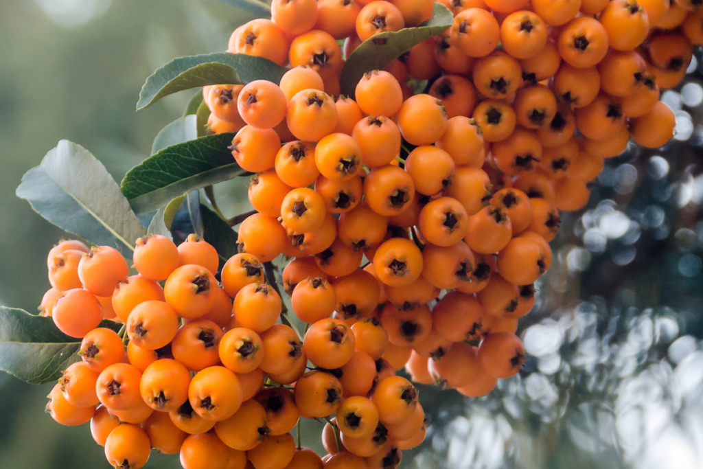 Winterberry Holly (Ilex verticillata), a type of Holly Plants