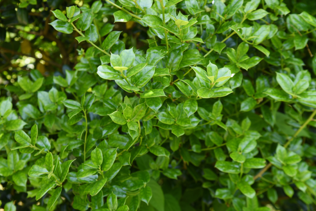 Chinese holly, type of holly plants