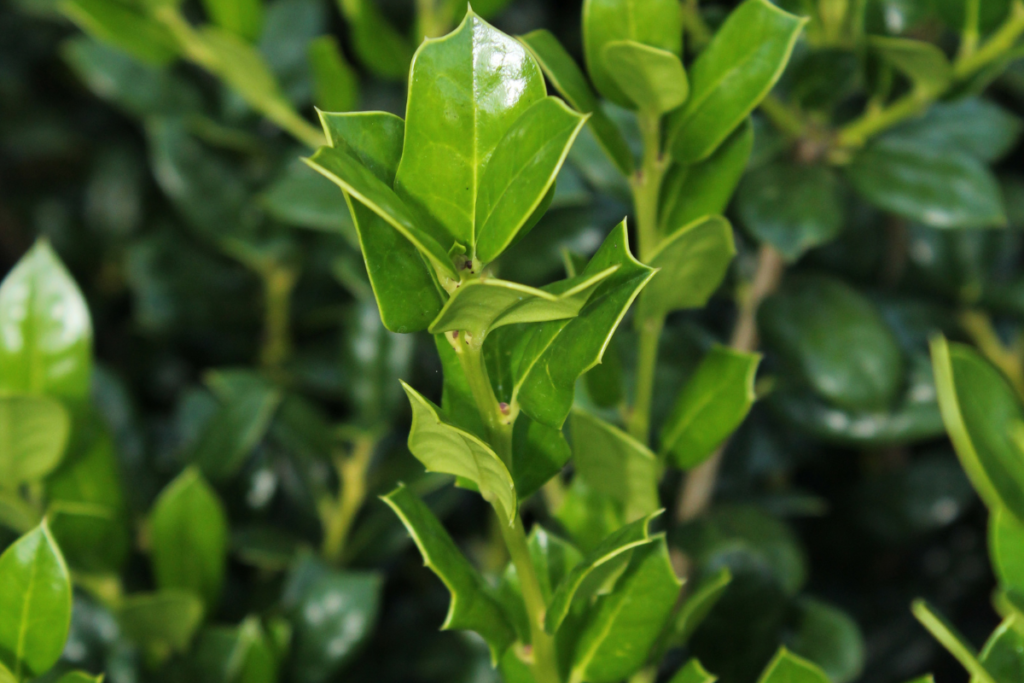 Winterberry Holly (Ilex verticillata), kind of holly plants