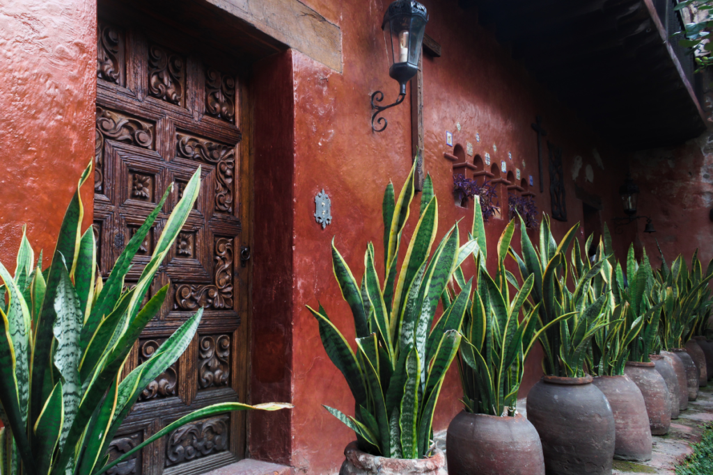 Tall snake plants in terracotta pots lining a rustic, red-walled outdoor corridor, demonstrating how versatile house plant varieties can enhance any space.