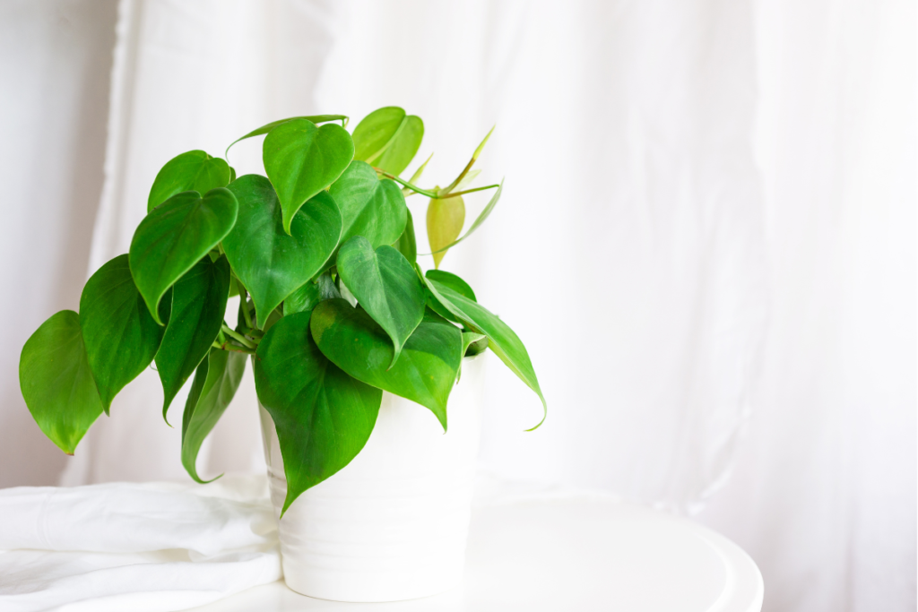 A white pot of heart-shaped philodendron plant, exemplifying house plant varieties.