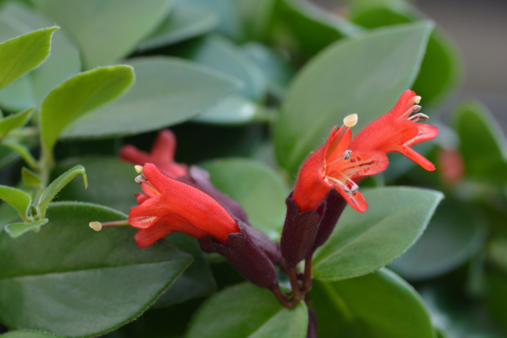 A lipstick plant with tubular red flowers and green leaves in a hanging basket, a vibrant addition to house plant varieties for colorful indoor displays.