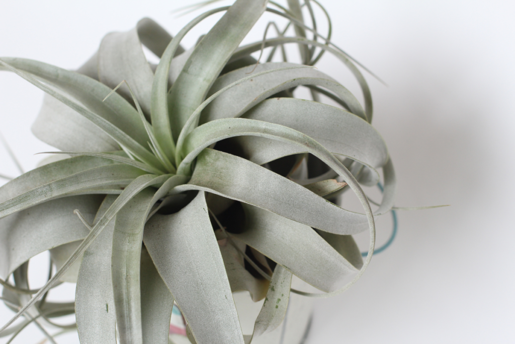 A silver-leafed air plant (Tillandsia) placed in a modern white pot, offering a unique soil-free option among house plant varieties for minimalistic decor.