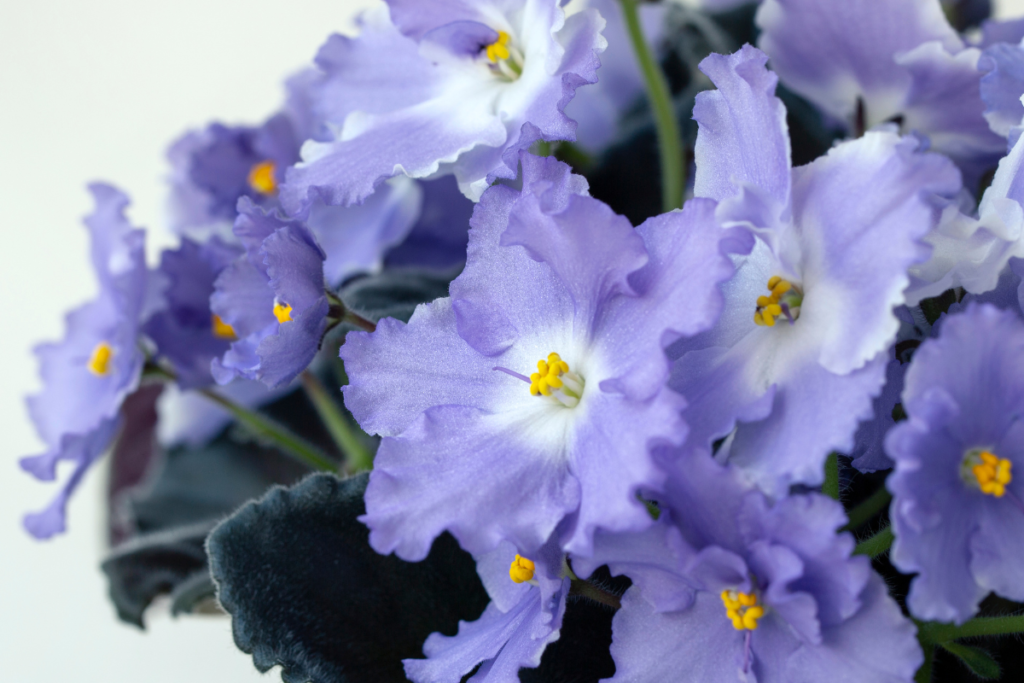 A cluster of vibrant African violet flowers in shades of purple with soft green leaves, showcasing colorful and compact house plant varieties.
