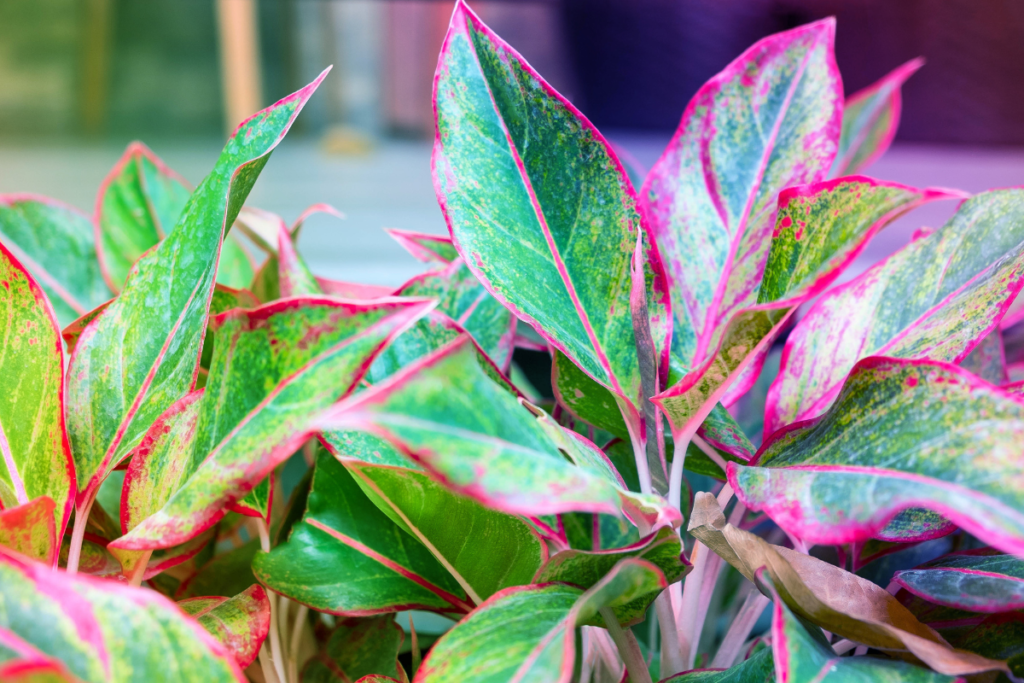 Chinese evergreen plants with green and pink-accented leaves glowing under soft lighting, highlighting their beauty within tropical house plant varieties.