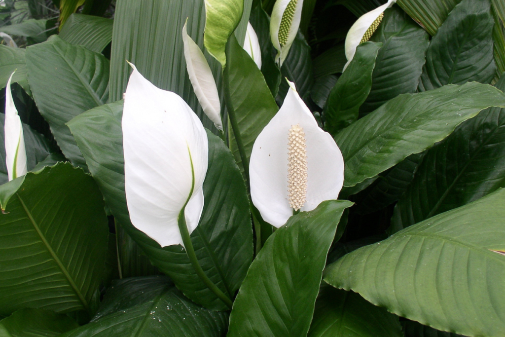 A close-up of white peace lily flowers with glossy green leaves, a popular choice among house plant varieties for their elegance and air-purifying qualities.