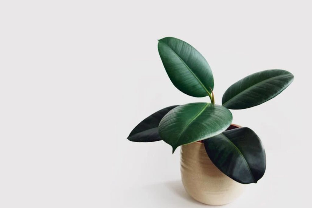 A rubber plant in a minimalist beige pot, featuring its thick, glossy dark green leaves, one of the stylish house plant varieties for modern interiors.
