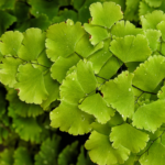 Close-up of lush green leaves of a maidenhair fern, showcasing the delicate foliage ideal for caring for a maidenhair fern indoors.