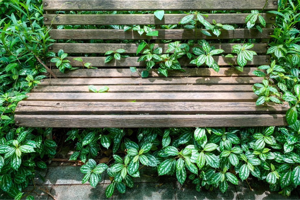 Pilea Cadierei plants thriving outdoors, their vibrant green and silver foliage creating a lush ground cover