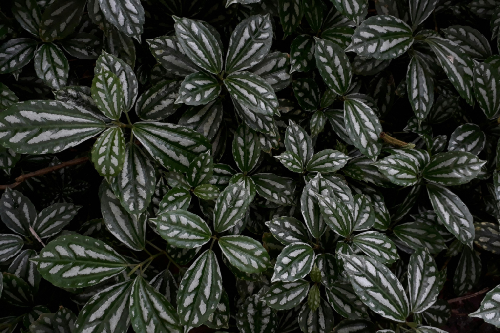 Dark-toned Pilea Cadierei leaves with striking silver markings, emphasizing the plant’s bold contrast.