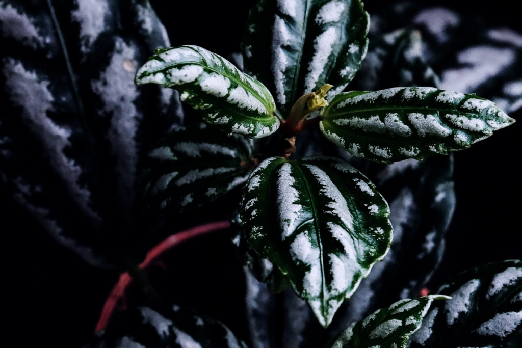 Detailed view of Pilea Cadierei leaves in low light, highlighting the reflective silver patterns on the foliage.
