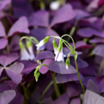 Purple shamrock flowers blooming among the dark purple leaves. Purple shamrock care involves balanced light and regular pruning to maintain its striking appearance.
