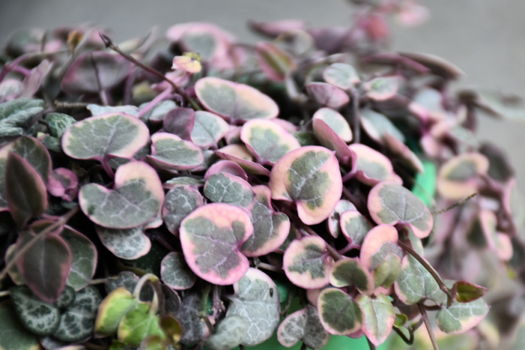 Close-up of a thriving string of hearts plant in a white pot, highlighting the intricate patterns on its heart-shaped leaves, a testament to proper string of hearts care.