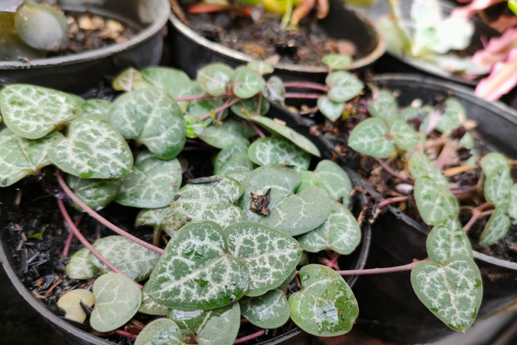 Healthy string of hearts plant in a pot with heart-shaped leaves resting on rich soil, thriving due to excellent string of hearts care practices.