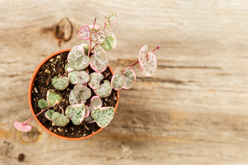 A vibrant string of hearts plant with a mix of green and pink leaves in a terracotta pot, demonstrating the beauty achievable with dedicated string of hearts care.