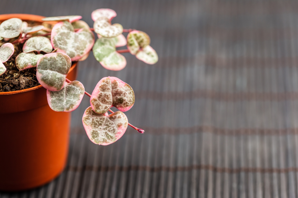 A close-up view of a string of hearts plant in a terracotta pot, focusing on the detailed patterns of its pink and green leaves, enhanced by thoughtful string of hearts care.