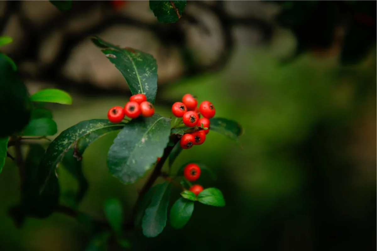 A wintergreen plant in a woodland setting, featuring vivid red berries and lush green leaves against a blurred natural background.