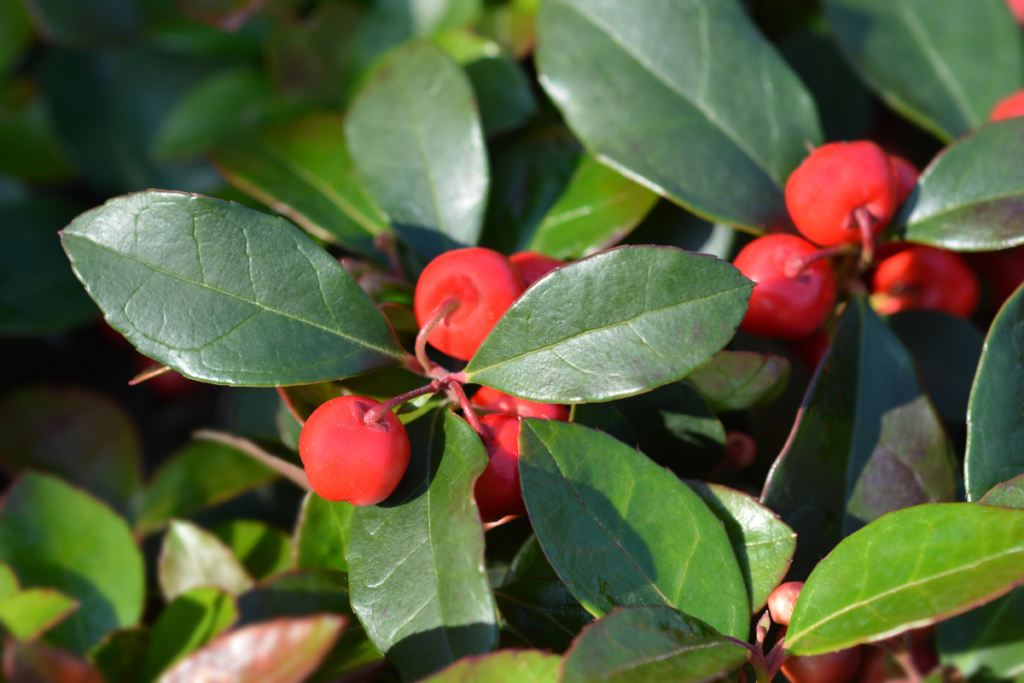 A cluster of wintergreen berries and shiny leaves, capturing the plant's colorful and evergreen characteristics.
