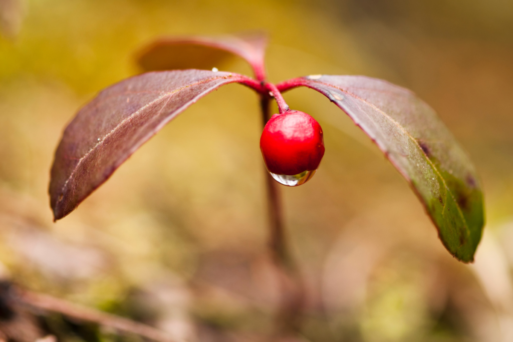 A close-up of a wintergreen plant's vibrant red berry, glistening with a drop of water, surrounded by delicate foliage.